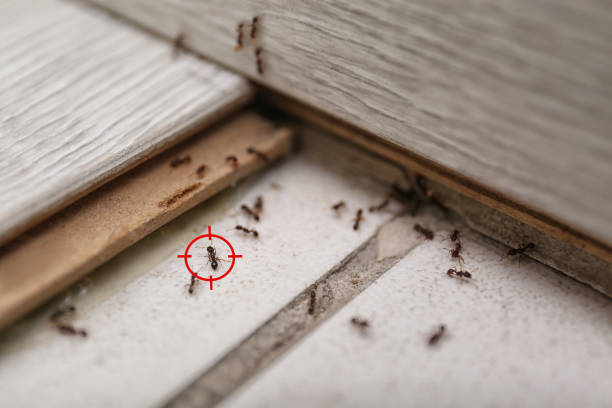Best Pest Control Near Me  in Quincy, CA