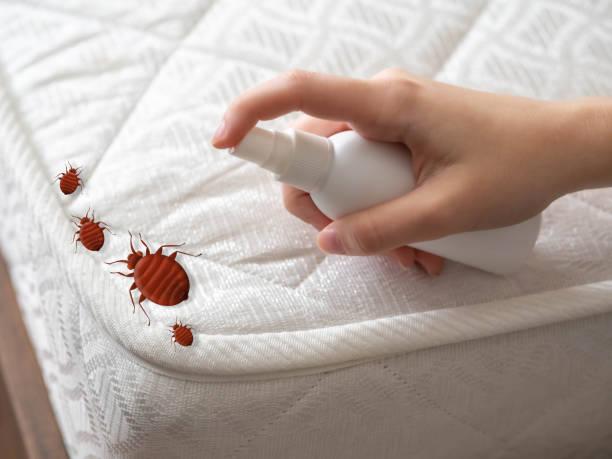 Best Insect Control  in Quincy, CA