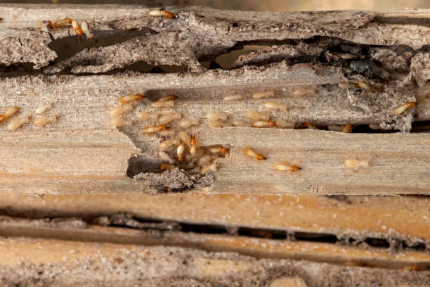 Best Pest Removal Services  in Quincy, CA