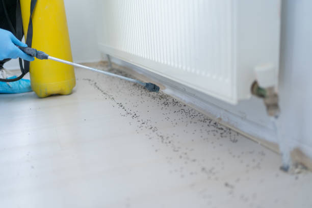 Best Local Pest Control Services  in Quincy, CA